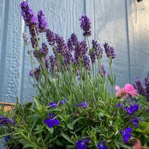 Meet your Posher, Anne